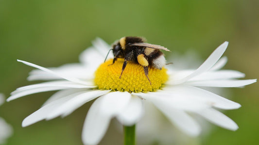 Collombatti Naturals - Why we need bees for a healthy planet - Close up of bees at the entrance of a hive