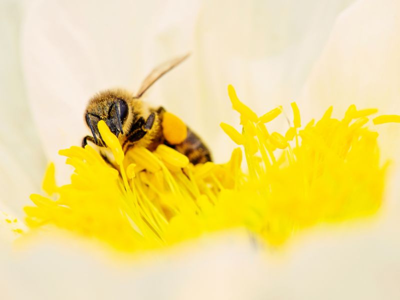 Collombatti Naturals Interesting Bee Facts You Need To Know Blog - a close up of a white flower with a bee nestled in the centre collecting pollen