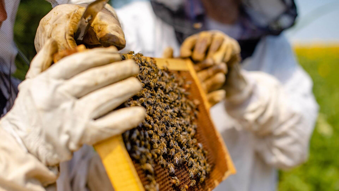 Embracing Sustainability: Exploring the essence of sustainable products picture of beeswax frame being held by a beekeeper