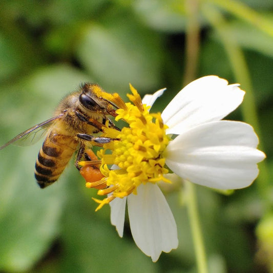 collombatti naturals non toxic skincare with natural honey bee on flower